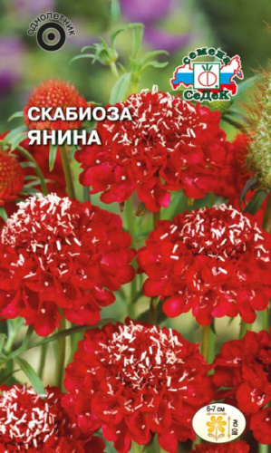 Скабиоза Янина