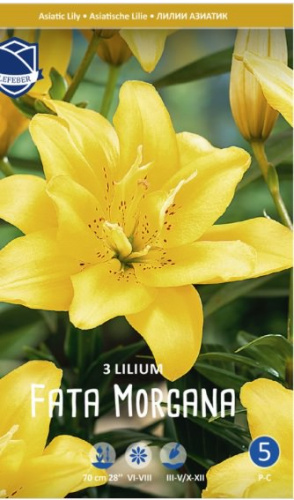 Лилия азиатская double Fata Morgana/3шт