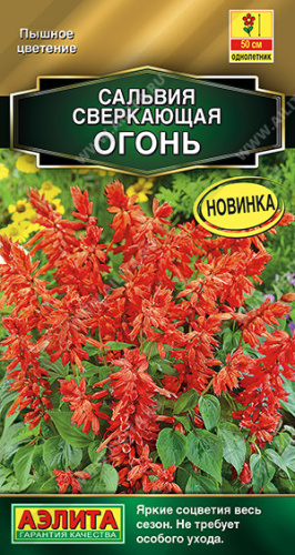 Сальвия Огонь сверкающая