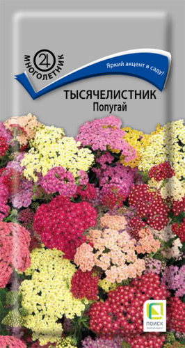 Тысячелистник Попугай