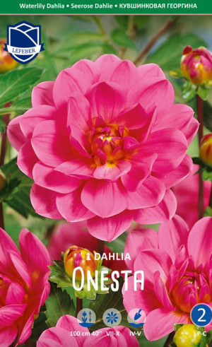 Георгина Веронес Обсидиан /1шт