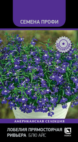 Лобелия Ривьера Блю Айс прямостоячая