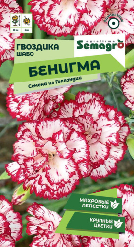 Гвоздика Шабо Бенигма cадовая