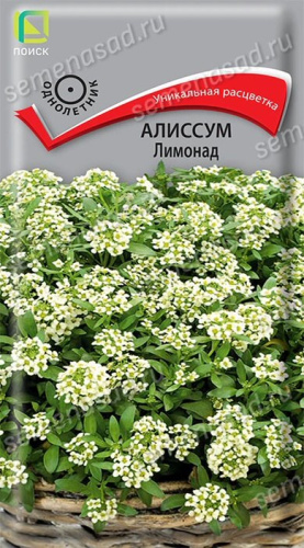 Алиссум Лимонад