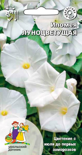 Ипомея Луноцветущая (Ipomoea noctiflora)