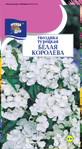 Гвоздика Турецкая Белая Королева