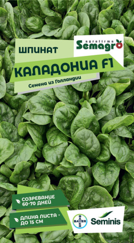 Шпинат Каладония 