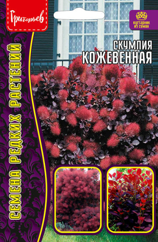 Скумпия Кожевенная