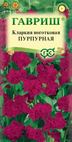 Кларкия Пурпурная изящная