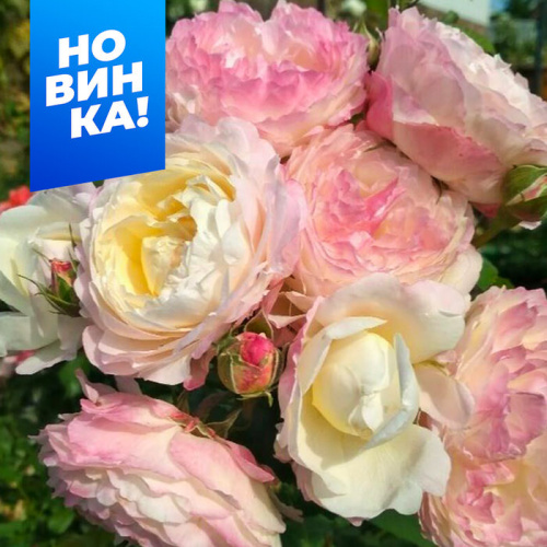 Роза Андре Брише