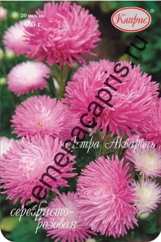 Астра Акварель серебристо-розовая/1шт