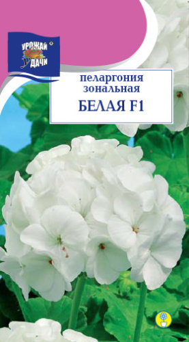 Пеларгония зональная Белая