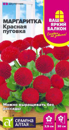 Маргаритка Красная Пуговка помпонная