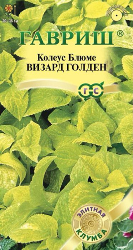 Колеус Визард Голден Элитная клумба