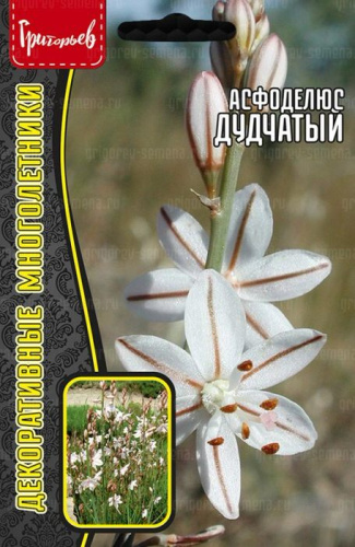 Асфоделюс Дудчатый