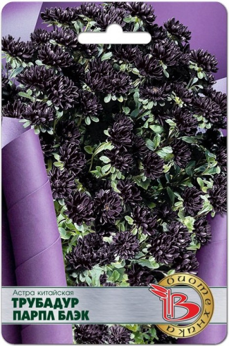 Астра Трубадур Парпл Блэк