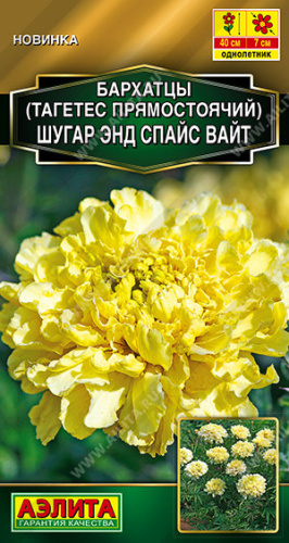 Бархатцы Шугар энд спайс вайт прямостоячие