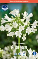 Агапантус albiflora /1шт купить