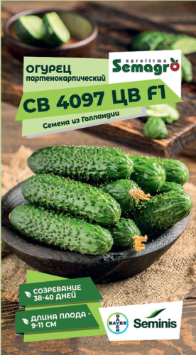 Огурец СВ 4097 ЦВ F1 