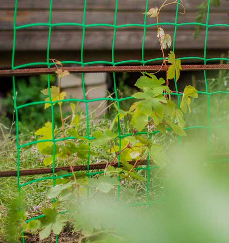 Мешочки для винограда (защитные сетки от ос и птиц)