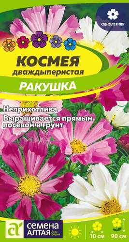 Космея Ракушка
