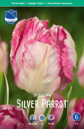 Тюльпан попугайный "Silver Parrot" (1х10шт)