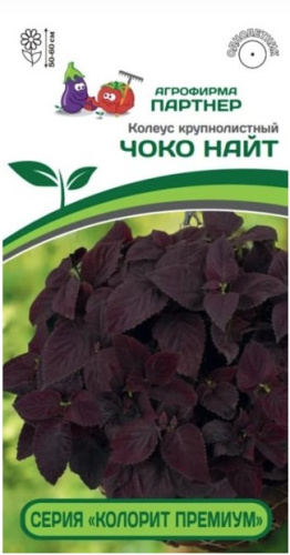 Колеус Премиум Чоко Найт шлемниковидный крупнолистный