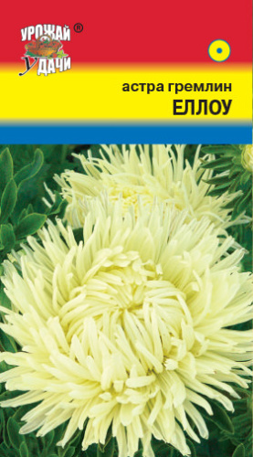 Астра гремлин Еллоу 