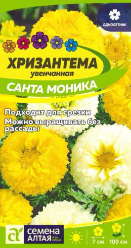 Хризантема Санта Моника увенчанная