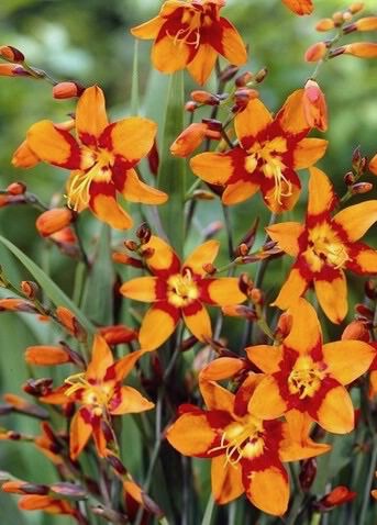 Крокосмия Эмили Мак Кензи /15шт