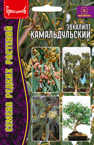 Эвкалипт Камадульский