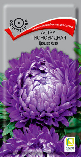 Астра Дюшес блю пионовидная