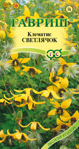 Клематис Светлячок пильчатолистный 