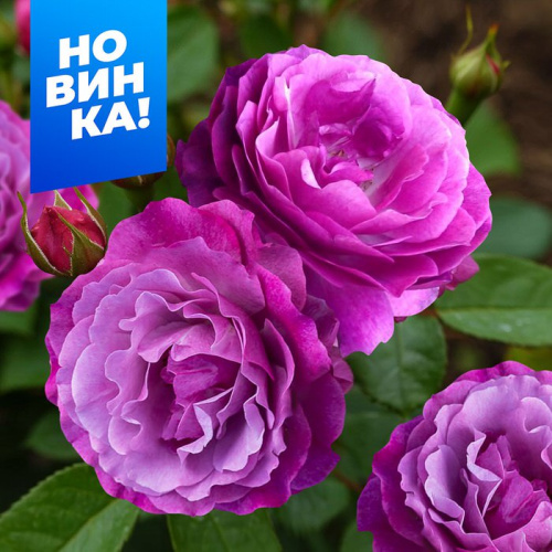 Роза Блю Эден