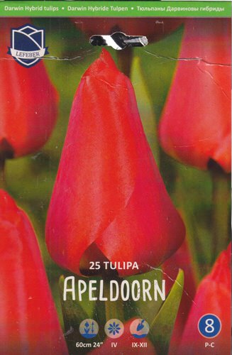 Тюльпан "Apeldoorn" (1х25шт)
