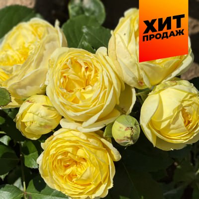 Роза Каталина