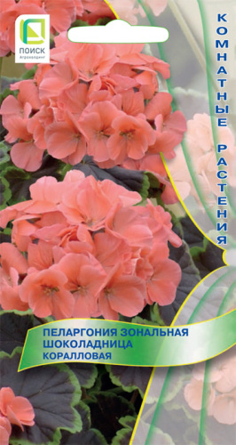 Пеларгония зональная Шоколадница Коралловая 