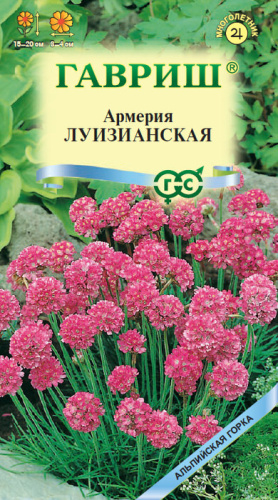 Армерия Луизианская   Альпийская горка 
