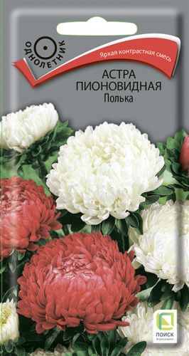 Астра Полька пионовидная