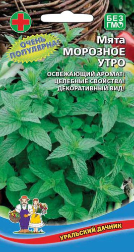 Мята Морозное Утро  (УД) 