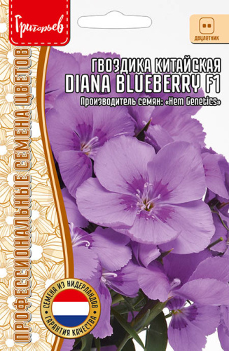 Гвоздика Диана Блуберри (Diana Blueberry)