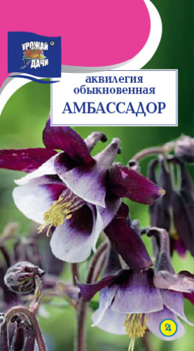 Аквилегия Амбассадор 