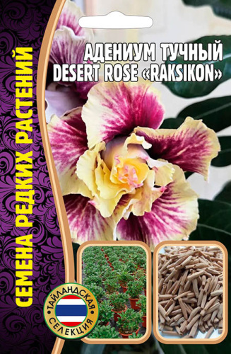 Адениум Роза Пустыни Раксикон (Raksikon)