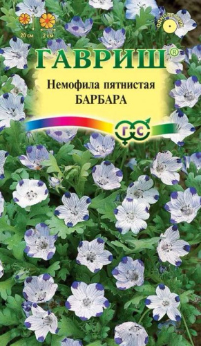 Немофила Барбара пятнистая  