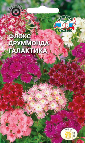 Флокс Галактика друммонда низкорослая, смесь