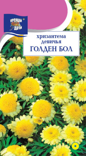 Хризантема девичья Гольден Бол 