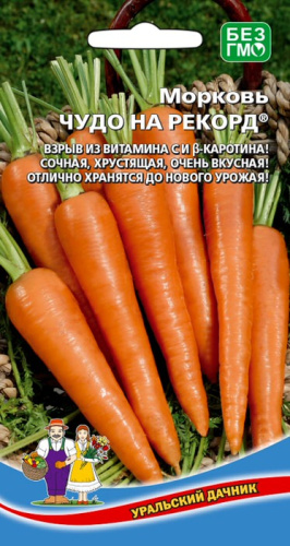 Морковь Чудо на рекорд
