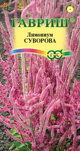 Лимониум Суворова (кермек) 