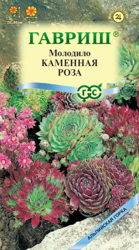 Молодило Каменная Роза 
