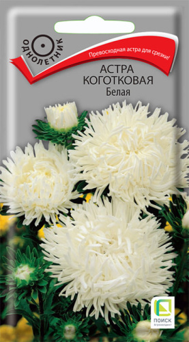 Астра Белая коготковая